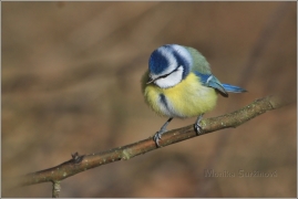 <p>SÝKORA MODŘINKA (Cyanistes caeruleus) /Eurasian blue tit - Blaumeise/</p>